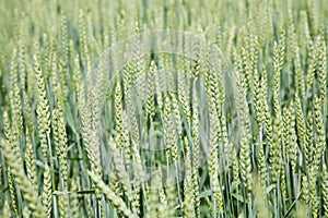 Unripe barley