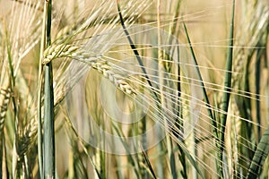 Unripe barley photo