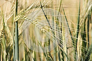 Unripe barley