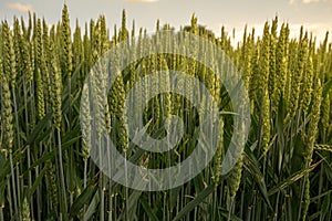 Unripe barley plants