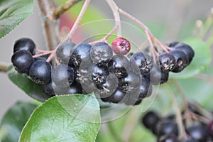 Unripe berries of an Aronia prunifolia Nero photo