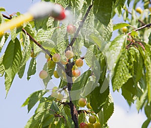 Unripe berries cherries are processed pesticides