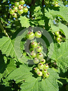Unripe berries in the garden