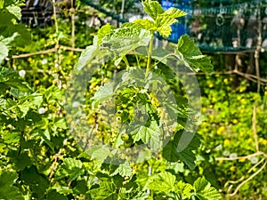 Unripe berries of red currant Ribes rubrum. Ripening berries in the garden