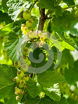 Unripe berries of red currant Ribes rubrum. Ripening berries in the garden