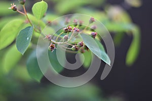 Unripe berries - Serviceberry (Amelanchier)