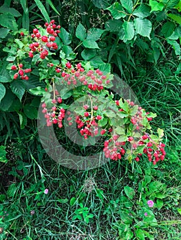 Unripe Black Raspberries fruit in Red Clumps