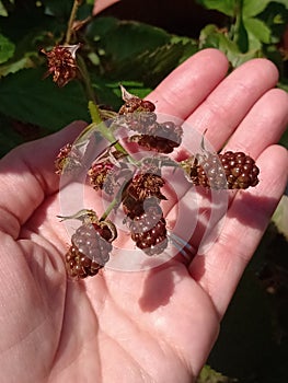 Unripe blackberries against a hand