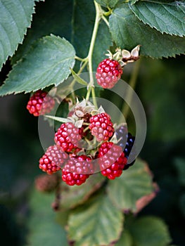 Unripe blackberries on the branch at garden