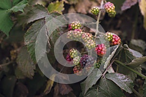 Unripe blackberries growing in a garden