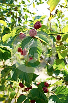 Unripe blackberry bush in the garden