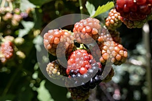 Unripe blackberry (Rubus fruticosus) fruit on bush