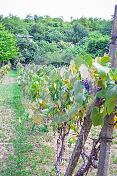 Unripe blue grapes hanging in a tree. A bunch of blue unripe grapes on a branch. Grape field with blue grapes