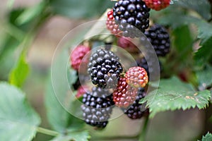 Unripe branch with blackberries