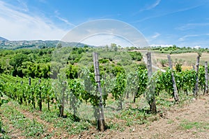 Unripe branches of green grapes in a vineyard on a summer day in