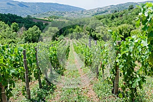 Unripe branches of green grapes in a vineyard on a summer day in