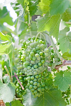 Unripe branches of green grapes in a vineyard on a summer day in southern Italy.