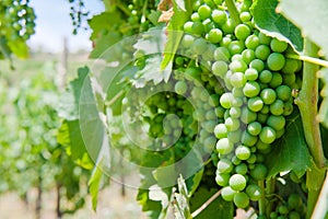 Unripe branches of green grapes in a vineyard on a summer day in southern Italy.
