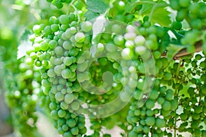 Unripe branches of green grapes in a vineyard on a summer day in southern Italy.