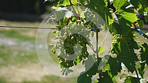 An unripe bunch of grapes growing on a vine in a farm. Green young grape sprout. Ripe grapes. Newly formed bunches