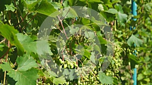 An unripe bunch of grapes growing on a vine in a farm. Green young grape sprout. Ripe grapes. Newly formed bunches