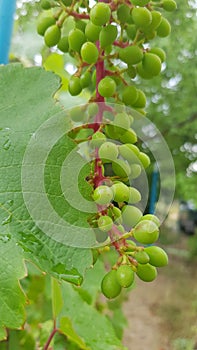 Unripe bunch of green grapes on red stems and wet green grapevine leaf