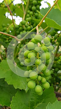 Unripe bunch of round green grapes closeup