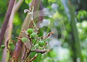Unripe Cardamom Pods and Flower in Plant