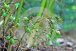 Unripe Cardamom Pods in Plant