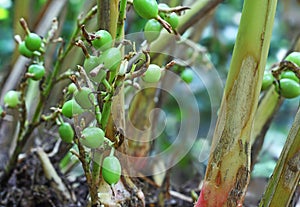 Unripe Cardamom Pods in Plant photo