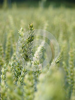 Unripe cereal