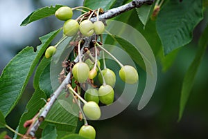 Unripe cherry