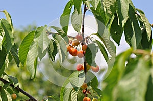 Unripe cherry