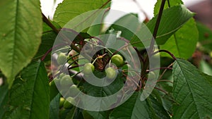 unripe cherry fruits hang on a branch. 4k footage