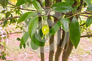 Unripe Cherry of the Rio Grande Eugenia involucrata in Puerto Iguazu, Argentina photo