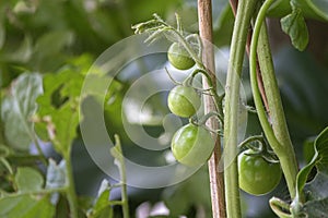 Unripe cherry tomatoes organic home growing, species Solanum lycopersicum var. cerasiforme, a small round tomato