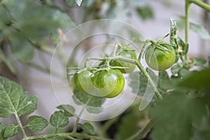 Unripe cherry tomatoes organic home growing, species Solanum lycopersicum var. cerasiforme, a small round tomato