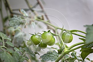 Unripe cherry tomatoes organic home growing, species Solanum lycopersicum var. cerasiforme, a small round tomato