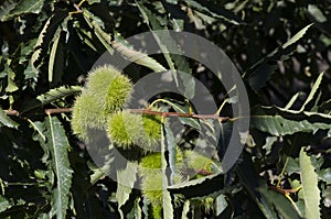 unripe chestnuts hanging tree shade of green leaves
