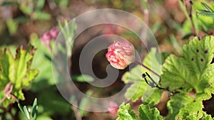 Unripe cloudberry berry in the swamp