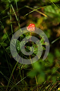 Unripe cloudberry in in a marsh