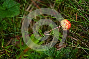 Unripe cloudberry in in a marsh