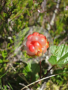 Unripe cloudberry & x28;Rubus chamaemorus& x29; on a mire. photo