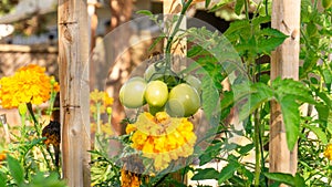 Unripe cluster of green plum roma tomatoes growing in a permaculture style garden bed, with companion planting of marigold and
