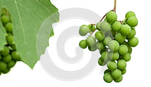 Unripe clusters of grapes with leaves isolated on a white background.