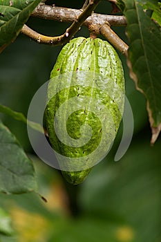 Unripe cocoa fruit