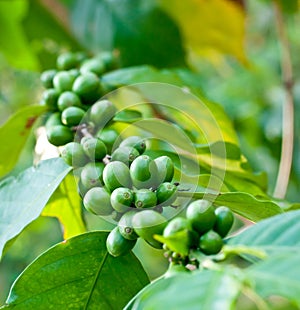 Unripe coffee beans .