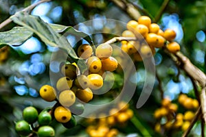 Unripe coffee beans on bush