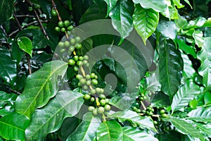 Unripe coffee beans on coffee tree.