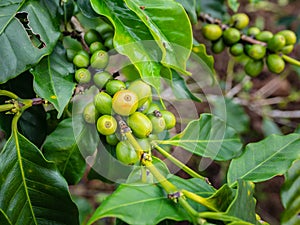 Unripe coffee beans on the coffee tree branch